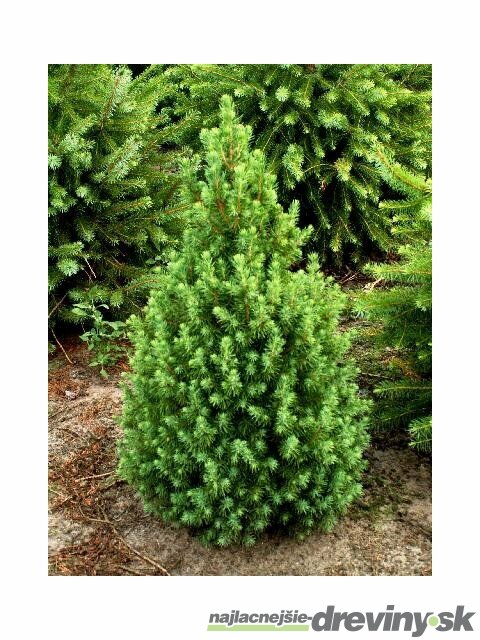 Smrek biely Conica, výška 90/110 cm, v črepníku 5ll Picea Conica