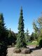 Smrek biely Pendula, 20/30 cm, v črepníku 3l Picea glauca Pendula