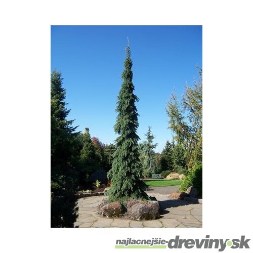 Smrek biely Pendula, 20/30 cm, v črepníku 3l Picea glauca Pendula