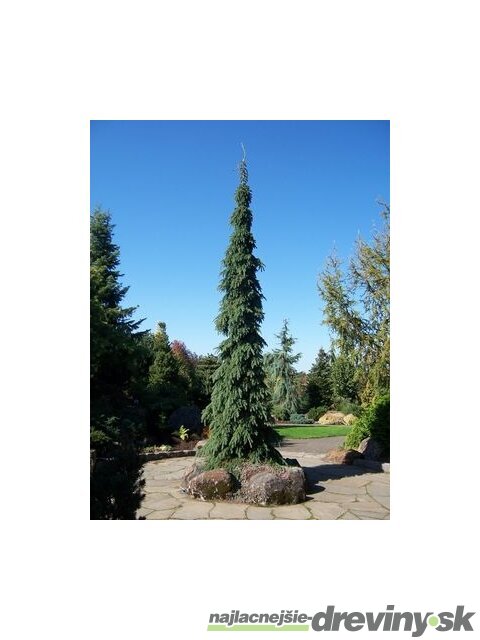 Smrek biely Pendula, 20/30 cm, v črepníku 3l Picea glauca Pendula