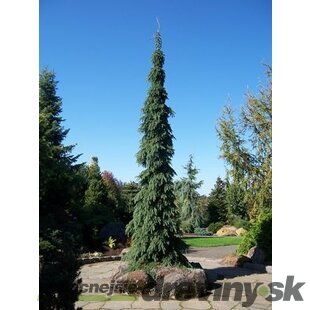 Smrek biely Pendula, 20/30 cm, v črepníku 3l Picea glauca Pendula