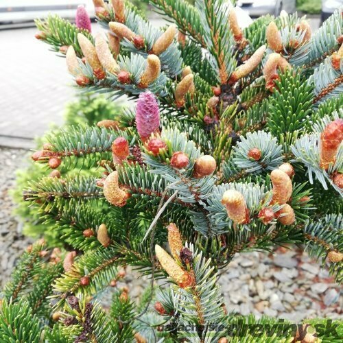 Smrek dvojfarebný Bicolor, výška 80/100 cm, v črepníku Picea bicolor