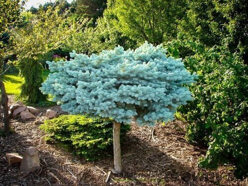 Smrek Glauca Globosa, na kmienku 80 cm, v črepníku 5l Picea pungens