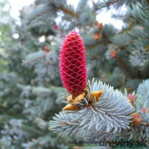 Smrek modrý Hoopsi, výška 50/70 cm, v črepníku 7,5l Picea pungens Hoopsii