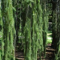 Smrek obyčajný Virgata, 100/125 cm, v črepníku Picea abies Virgata