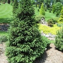 Smrek obyčajný ´WILLS ZWERG´, výška 80/100 cm, v črepníku Picea abies ‘Will‘s Zwerg