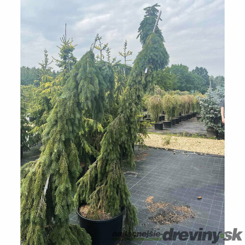 Smrek Omorika, výška 200/250 cm, v květináči 130l Picea omorika Kozienice