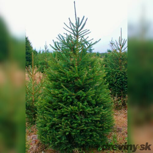 Smrek pichľavý  90/110 cm, v črepníku 15l Picea pungens