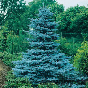 Smrek pichľavý Kaibab, 40-50 cm, v črepníku 3l Picea pungens Kaibab