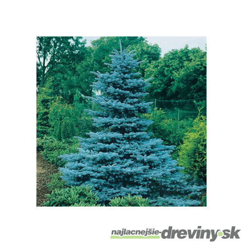 Smrek pichľavý Kaibab, 40-50 cm, v črepníku 3l Picea pungens Kaibab