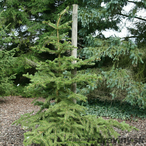 Smrek polita, výška 125/150 cm, v črepníku Picea polita