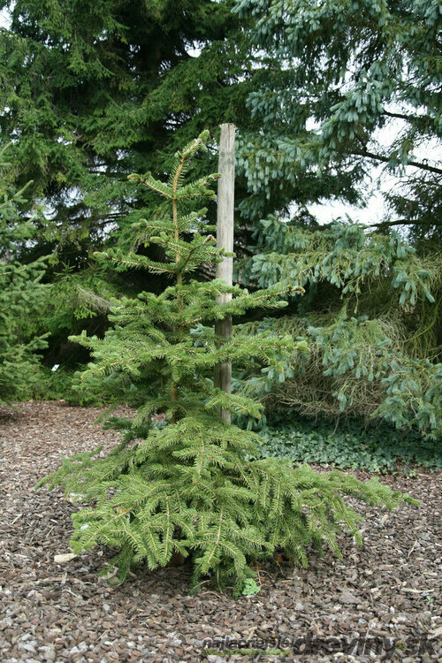 Smrek polita, výška 125/150 cm, v črepníku Picea polita