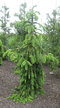 Smrek previsnutý Inversa 20/30 cm, v črepníku Picea abies Inversa