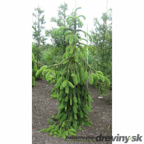 Smrek previsnutý Inversa 20/30 cm, v črepníku Picea abies Inversa