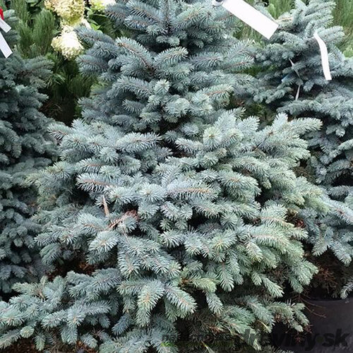 Smrek strieborný Koster 20/30 cm v črepníku 3l Picea pungens