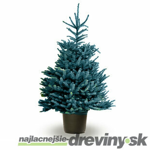 Smrek strieborný, výška 30/40 cm, v črepníku 2l Picea pungens