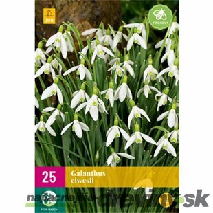 Snežienka jarná Elwesova - 25 ks v balení Galanthus Elwesii