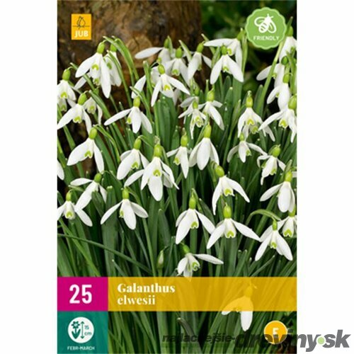 Snežienka jarná Elwesova - 25 ks v balení Galanthus Elwesii