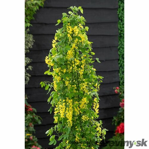 Štedrec ovisnutý YELLOW ROCKET LAYR, 50/70 cm, v črepníku Laburnum Anagyroides YELLOW ROCKET LAYR