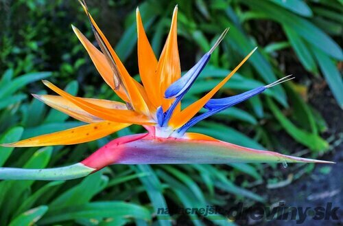 Strelícia kráľovská, výška 100/120 cm, v črepníku Strelitzia reginae