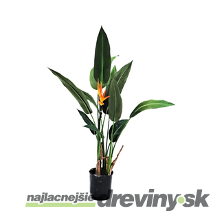 Strelícia kráľovská, výška 100/120 cm, v črepníku Strelitzia reginae