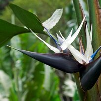 Strelícia Nikolaj, výška 100/120 cm, v črepníku Strelitzia Nicolai