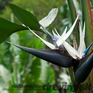 Strelícia Nikolaj, výška 100/120 cm, v črepníku Strelitzia Nicolai