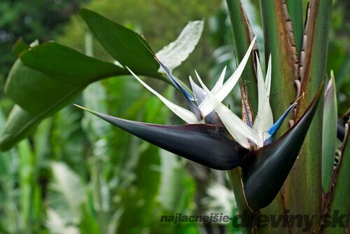 Strelícia Nikolaj, výška 100/120 cm, v črepníku Strelitzia Nicolai