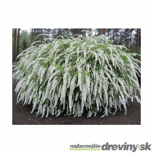 Tavoľník cinerea Gresfsheim 20/40 cm, v črepníku 2l Spiraea cinerea Grefsheim