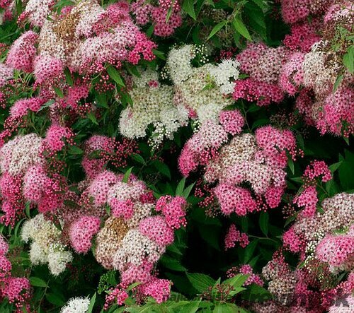 Tavoľník japonský Genpei, 20/+cm, v črepníku Spiraea japonica Genpei