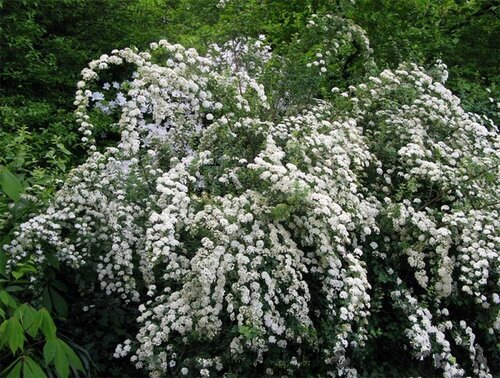 Tavoľník nipponský Snowmound 20/40 cm, v črepníku 2l Spiraea nipponica Snowmound