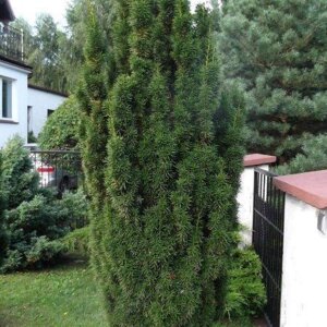 Tis Hicksii, v črepníku 2/3 litre, 30/40 cm Taxus Hicksii