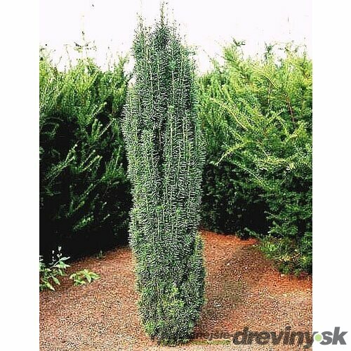 Tis obyčajný Fastigiata Robusta stĺpovitý, výška 30/50 cm, v črepníku 2l Taxus baccata fastigiata robusta