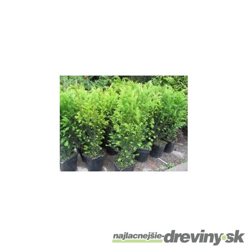 Tis prostredný Groenland 20/30 cm, v črepníku 2l Taxus media Groenland