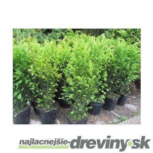 Tis prostredný Groenland 20/30 cm, v črepníku 2l Taxus media Groenland