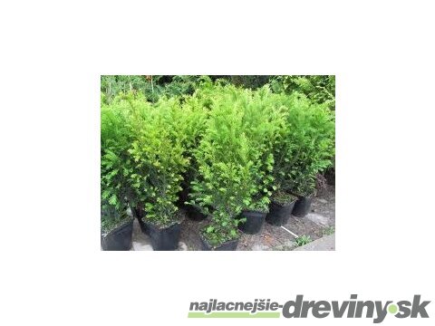 Tis prostredný Groenland 20/30 cm, v črepníku 2l Taxus media Groenland