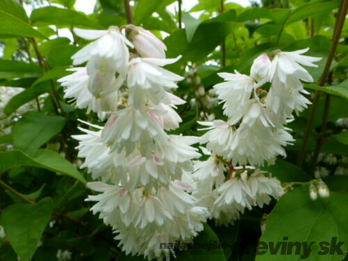 Trojpuk drsný Plena, výška 20/+ cm, v črepníku Deutzia scabra Plena