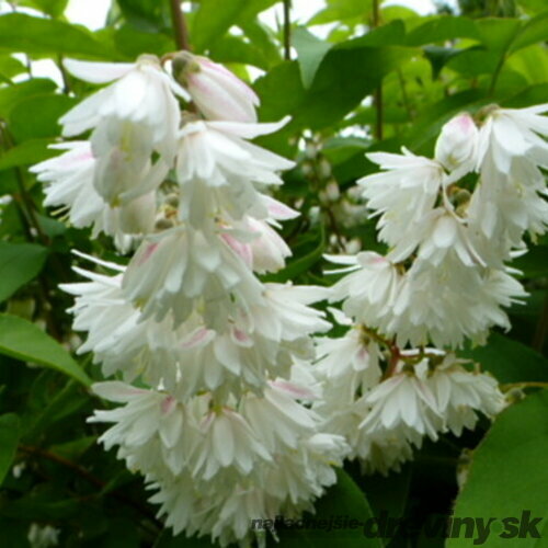 Trojpuk drsný Plena, výška 20/+ cm, v črepníku Deutzia scabra Plena