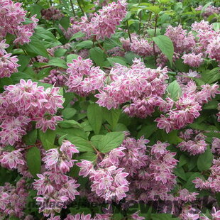 Trojpuk hybridný x Mont Rose, výška 40/+ cm, v črepníku 10l Deutzia hybrida x Perle Rose