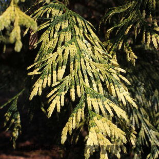 Tuja riasnatá Zebrina 30/35 cm v črepníku P9 Thuja plicata