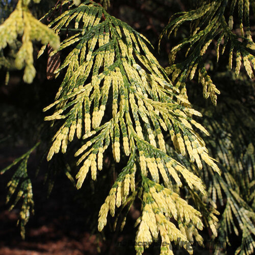 Tuja riasnatá Zebrina 30/35 cm v črepníku P9 Thuja plicata