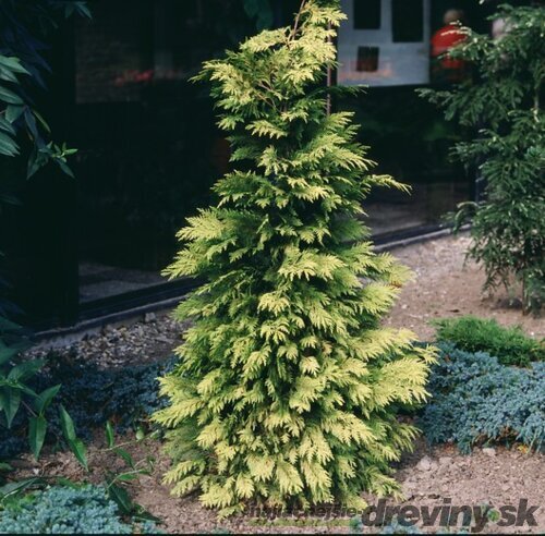 Tuja riasnatá Zebrina 30/35 cm v črepníku P9 Thuja plicata