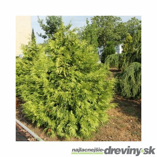 Tuja riasnatá Zebrina, výška 40/60 cm, v črepníku 3l Thuja plicata Zebrina