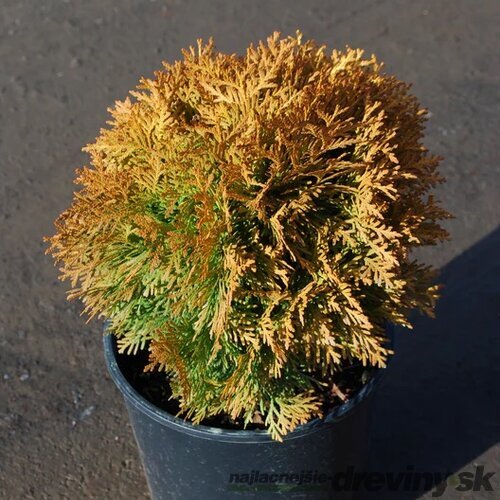 Tuja západná Amber Glow 20/30 cm v črepníku 3l Thuja occidentalis