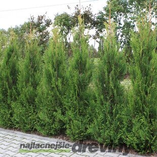 Tuja západná Aureospicata, 40/60 cm, v črepníku 3l Thuja occidentalis Aureospicata