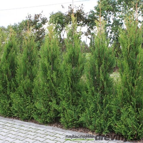 Tuja západná Aureospicata, 40/60 cm, v črepníku 3l Thuja occidentalis Aureospicata