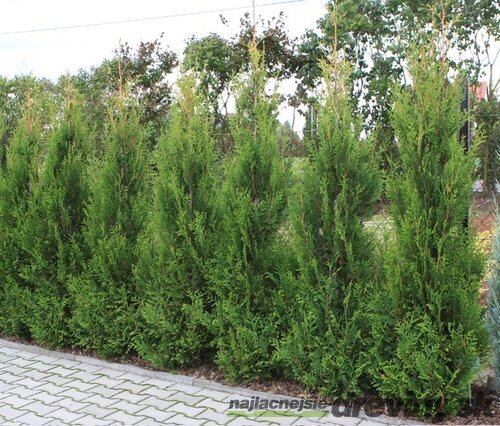 Tuja západná Aureospicata, 40/60 cm, v črepníku 3l Thuja occidentalis Aureospicata