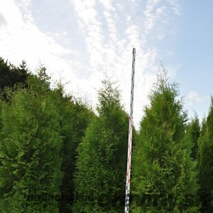 Tuja západná Brabant, výška 120/140 cm, v črepníku Thuja occidentalis Brabant