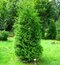 Tuja západná Brabant, výška 30/40 cm, v črepníku P9 Thuja occidentalis