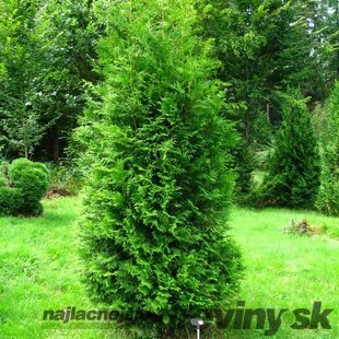 Tuja západná Brabant, výška 30/40 cm, v črepníku P9 Thuja occidentalis